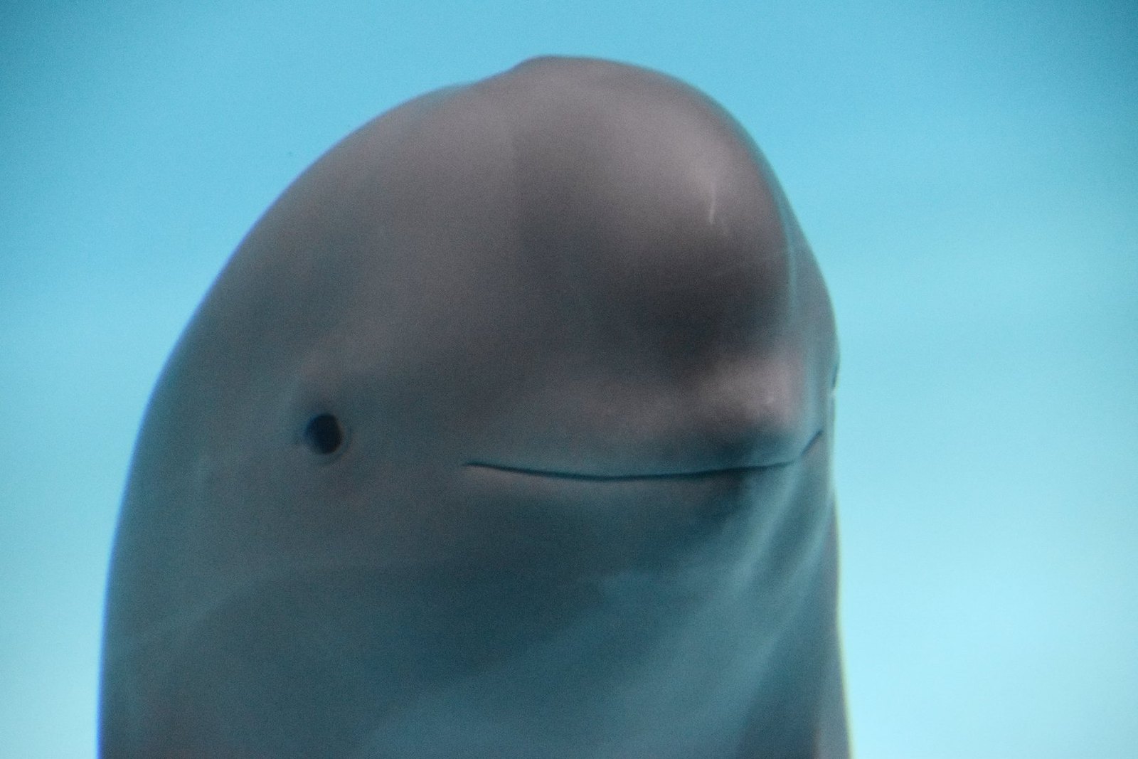 Miharu, a Yangtze finless porpoise, facing the camera with a permanently upturned mouth